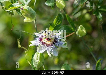 Nahaufnahme einer Passionsblume in Blüte Stockfoto