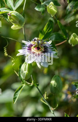 Nahaufnahme einer Passionsblume in Blüte Stockfoto