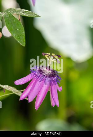 Nahaufnahme einer rosa Passionsblume in Blüte Stockfoto