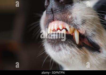 Gefährlicher wütender Hund. Aggressiver Welpen mit Collie und Zähnen, die aggressiv gefährlich aussehen. Wächter knurrender gruseliger Hund bereit für Angriff. Mit Tollwut infiziertes Haustier. Stockfoto