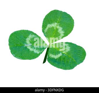 Eine dreiblättrige Kleeblatt-Pflanze, isoliert auf weißem Hintergrund mit Schneidepfad. Symbol für den St. Patrick's Day. Stockfoto