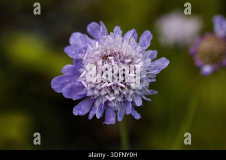 Scabiosa columbaria, auch als kleine knorrige oder Zwergkissenblüte bezeichnet, ist eine weit verbreitete blühende Pflanzenart in der Gattung Scabiosa. Stockfoto