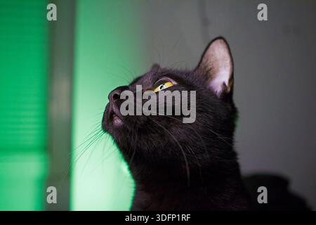 Nahaufnahme eines Porträts einer schwarzen Katze mit intensivem gelbem Auge, das von grünem Licht beleuchtet wird und direkt auf die Kamera in einer dunklen stimmungsvollen Innenumgebung blickt. Stockfoto
