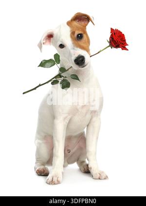 Niedlicher Hund, der rote Rose im Mund auf weißem Hintergrund hält. Jack Russell Terrier mit Blume Stockfoto