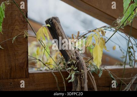 Alte hölzerne Pergola-Rahmen mit verworrenen Weinzweigen und verblassten Blättern, natürliche Gartendetails auf rauem Holz vor verschwommener Dachlinie und hellem Himmel Stockfoto