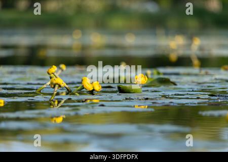 Leuchtend gelbe Seerosen ruhen auf dem stillen Fluss, ihre Blütenblätter glühen sanft, während sich grüne Blätter über das ruhige, fließende Wasser verteilen. Stockfoto