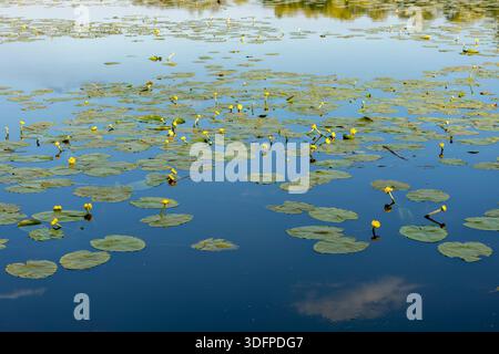 Schöne gelbe Seerosen blühen über die ruhige Flussoberfläche, ihre hellen Blütenblätter schweben zwischen grünen Blättern. Stockfoto