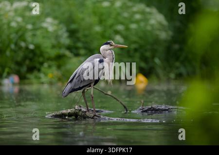 Grauer Reiher, der auf einem Baumzweig auf dem Wasser sitzt, mit unscharfem Müll im Hintergrund Stockfoto