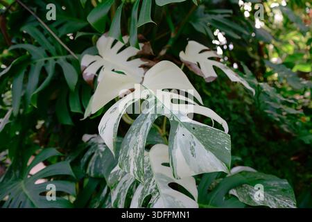 Verschiedene Monstera deliciosa mit großen geteilten Blättern mit weißen und grünen Mustern in tropischem Gartenlaub, exotischer Zimmerpflanzenstruktur und Natur Stockfoto
