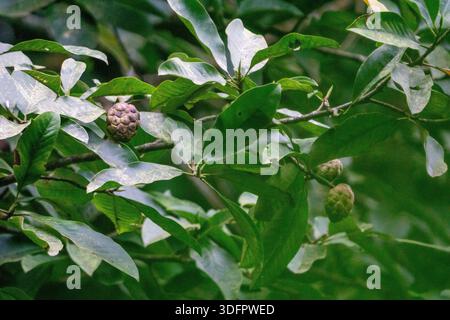 Annona sp. Am Baum hängen. Annona oder Anona ist eine Gattung von blühenden Pflanzen aus der Familie der Pfoten oder Zuckerapfel, Annonaceae. Stockfoto