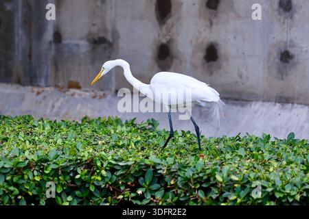Großer Weißreiher jagt Eidechsen in Miami Beach Stockfoto