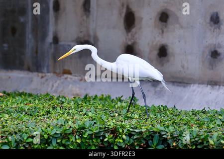 Großer Weißreiher jagt Eidechsen in Miami Beach Stockfoto