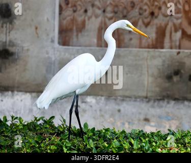 Großer Weißreiher jagt Eidechsen in Miami Beach Stockfoto