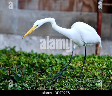 Großer Weißreiher jagt Eidechsen in Miami Beach Stockfoto