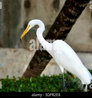 Großer Weißreiher jagt Eidechsen in Miami Beach Stockfoto