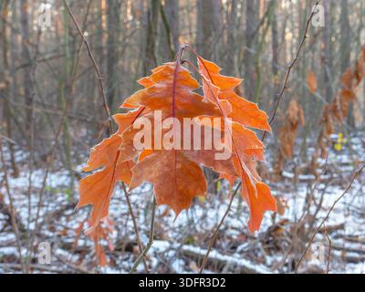 Blattstruktur in der Luft - Herbstblätter hängen im Frost Stockfoto