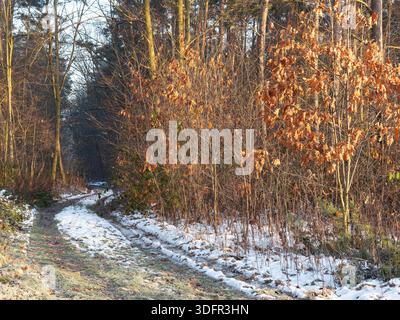 Winterstraße im Wald am Morgen - Waldlandschaft an einem Wintermorgen Stockfoto