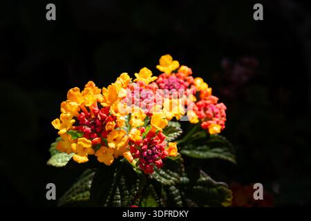 Nahaufnahme der blühenden Lantana Camara-Blüten mit leuchtend orange, gelbe und rote Cluster vor einem weichen grünen Laubhintergrund. Perfekt für nat Stockfoto