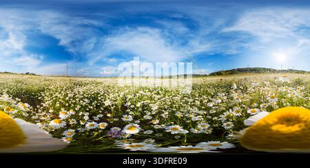 Kamille Gänseblümchenpanorama blühende Wiese 360 Grad äquirechteckige Projektion des weißen Blumenfeldes unter blauem Himmel mit Kopierraum Stockfoto