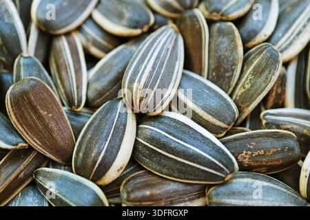 Nahaufnahme von Muster und Textur roher Sonnenblumenkammerrümpfe Stockfoto