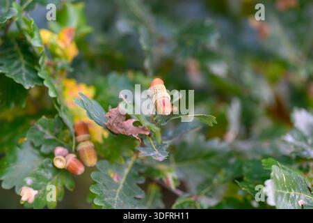 Dieses Bild zeigt Eicheln und Eichenblätter und hebt die Schönheit und Biodiversität der Natur in der Umwelt hervor Stockfoto