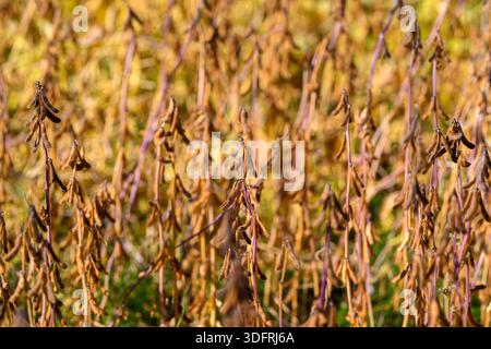 Goldene reife Sojabohnenschoten füllen Feld, Nahaufnahme mit trockenen braunen Schoten und strukturierten Stängeln, Wärme in der Spätsaison, agronomistische Perspektive auf Reife Stockfoto