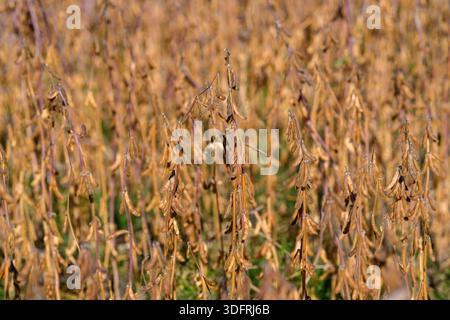 Reifes Sojabohnenfeld in goldenem Licht, dichte Bestände von braunen Schoten und trockenen Stielen, Füllrahmen, ruhige ländliche Atmosphäre, die auf eine bevorstehende Ernte hindeutet Stockfoto