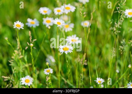 Eine lebendige und farbenfrohe Darstellung verschiedener Gänseblümchen blühen inmitten üppig grüner Gras auf einer sonnigen Wiese Stockfoto