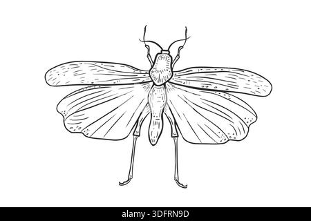 Insektengrasshopper mit detaillierten Flügelvenen gezeichnet einfache schwarze Vektorlinie Kunst. Zeichentrickfilm für Natur und Tierwelt. Gestylte Cricket-Umrisse Stock Vektor