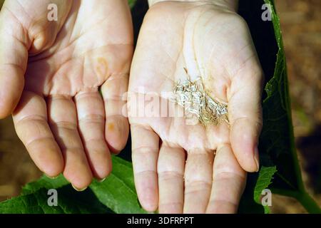 Nahaufnahme von zwei offenen Handflächen, die Saatgut zeigen, das zum Pflanzen bereit ist. Symbolisiert regenerative Landwirtschaft, nachhaltige Landwirtschaft und lokale Saatgutsouveränität Stockfoto