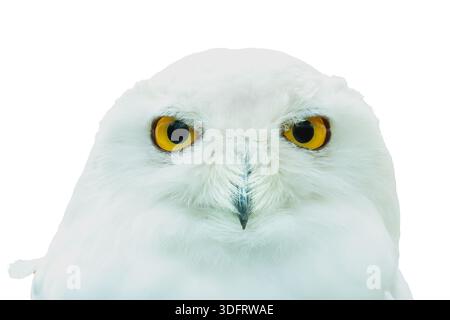 Nahaufnahme des Profils einer Schneeeule, die in die Kamera starrt. Stockfoto