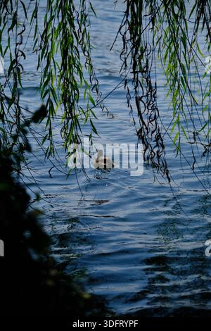 Eine ruhige vertikale Komposition, die eine einsame Ente auf dunkelblauem Wasser einfängt, umrahmt von hängenden grünen, weinenden Weidenzweigen. Stockfoto