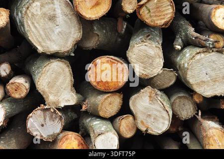 Gestapelte Brennholzstämme mit natürlicher Holzmaserung Stockfoto