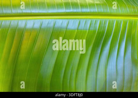 Grünes Bananenblatt in Nahaufnahme mit natürlichen Linien und struktureller Textur Stockfoto