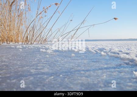 Gefrorene Seenoberfläche mit trockenem Schilf und Winterlandschaft mit Eisbeschaffenheit Stockfoto