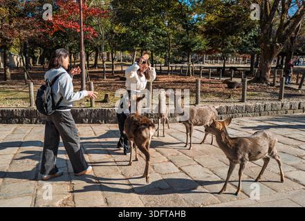 Nara (Japan) – 10. Dezember 2025: Der Cracker Shika Senbei wurde von Touristen für Hirsche gesorgt und vermeidet einige Hirsche, die in der Gegend des Nara-Parks angreifen. Stockfoto