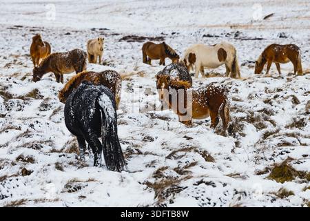 Blick auf isländische Pferde grasen auf einer schneebedeckten Weide, deren dicke Wintermäntel sich von der schroffen weißen Landschaft abheben, Blonduos, Vatnsnes Penin Stockfoto