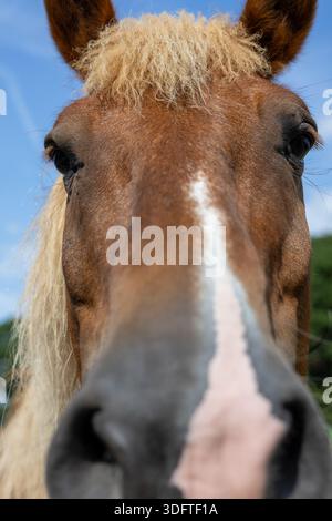 Extreme Nahaufnahme eines Pferdegesichts Stockfoto