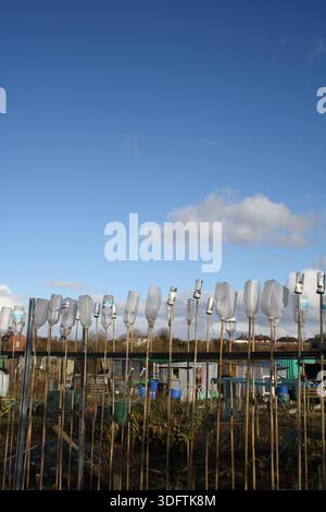 Milchflaschen Vogelschürer bei Greenfields Schrettungen Shrewsbury UK Stockfoto
