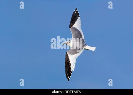 sabine's Möwe, Sabine's Möwe (Xema sabini), im Segelflug, Italien, Toskana Stockfoto