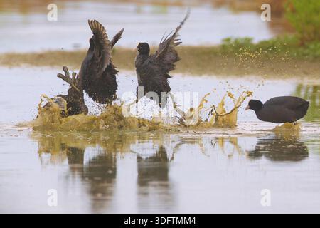 Fulica atra (Fulica atra), Gruppe kämpft im Wasser, Italien, Toskana, Peretola See; Piana fiorentina Stockfoto