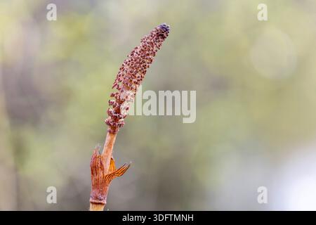 Großer Schachtelhalm, nördlicher Riesenschachtelhalm (Equisetum telmateia, Equisetum telmateja, Equisetum Maximum), Kegel, Niederlande Stockfoto