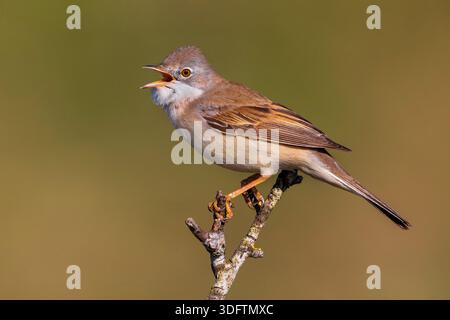 Weißbrot, Weißbrot, Weißbrot (Sylvia communis, Curruca communis), männlicher Gesang auf einem Zweig, Italien, Toskana, Passo della Raticosa Stockfoto