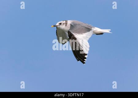 sabine's Möwe, Sabine's Möwe (Xema sabini), im Flug, Italien, Toskana Stockfoto