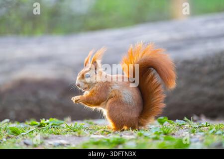 Europäisches Rotes Eichhörnchen, eurasisches Rotes Eichhörnchen (Sciurus vulgaris), sitzend in einem Wald auf dem Boden, Deutschland, Bayern Stockfoto