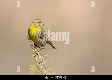 Europäisches Serin (Serinus serinus), frei auf einem Zweig, Spanien, Comarca, Lliria Stockfoto
