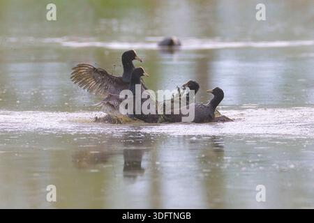Black Coot (Fulica atra), Gruppe kämpft im Wasser, Italien, Toskana Stockfoto