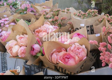Stockholm, Schweden - 18. Mai 2024: Blick auf einen Blumenstall voller Pfingstrosensträuße, die in Handpapier gehüllt sind, deren zarte rosafarbene Blüten eine sanfte Fortsetzung sind Stockfoto