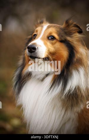 Nahporträt von Sheltie Hund mit langem Fell Stockfoto