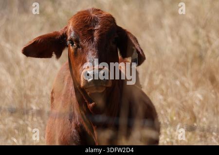 Sein quizzischer Blick trifft auf die Kamera, während eine einsame Kuh in trockenem braunem Gras steht und Neugier, Widerstandskraft und ruhiges ländliches Leben einfängt. Stockfoto